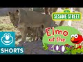 Elmo Meets Animal Families Elmo At The Zoo 6