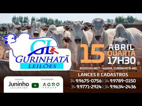 LEILÃO DE CORTE - GURINHATÃ LEILÕES 15/04/2026 - AGROREMATE