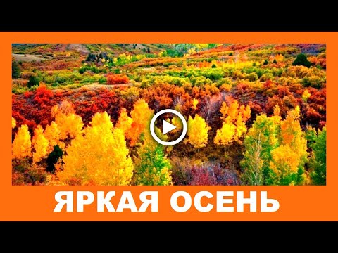 Вот и осень! Яркая осень!