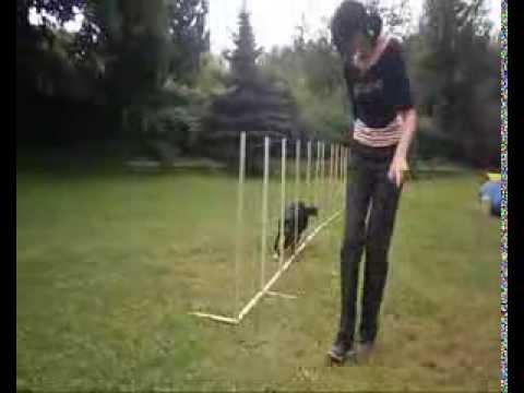 AGILITY trénink Jirkov - 1.9.2013