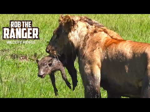 Lions Unearth A Baby Warthog | Maasai Mara Safari | Zebra Plains