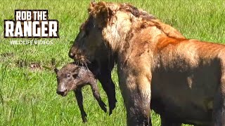 Download lagu Lions Unearth A Baby Warthog | Maasai Mara Safari | Zebra Plains mp3