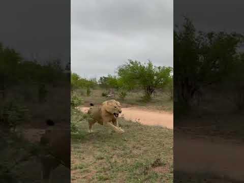 Dominant Lion Attacks Intruder!