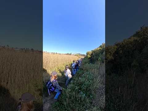 Monitoreo de flora del Humedal Bajel, Pichilemu, Región de O’Higgins