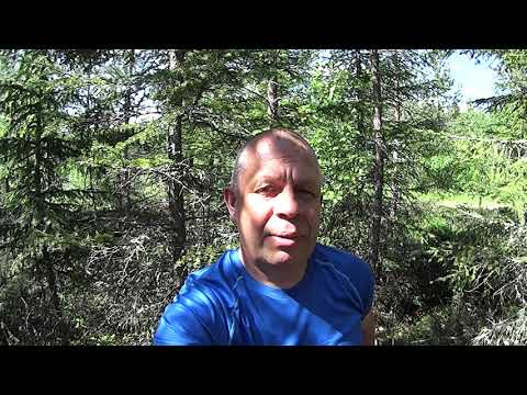 Metsolan Metsäkoulu 156 - Taimikonhoitotyön laaduntarkastus