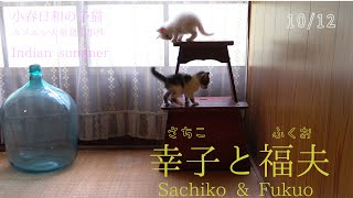 古民家ねこ日記】幸子と福夫#10『小春日和の子猫u2013カメムシ大量発生