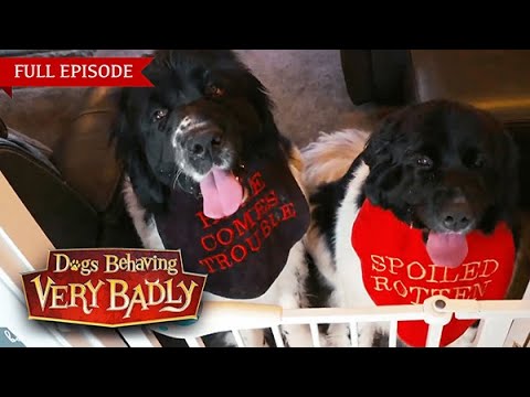 We Call Them the Crazy Twins And They’re Tearing Us Apart!