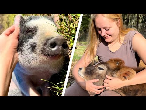Calling All Animal Lovers: Join Us for a Tour of Friendly Fields Farm Sanctuary