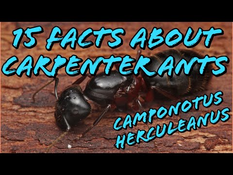 image-How long does a carpenter ant bite last?