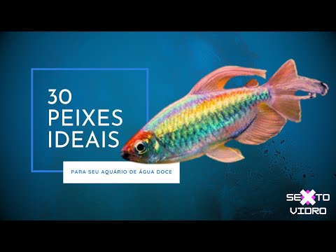30 espécies de peixes para aquários de água doce