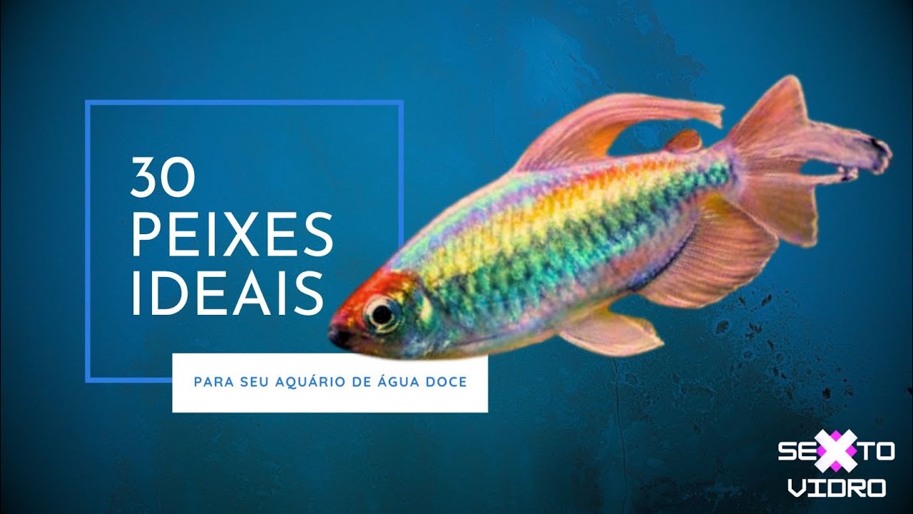 30 espécies de peixes para aquários de água doce