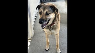 Sasha is Starting to Think the Shelter is Her Home.