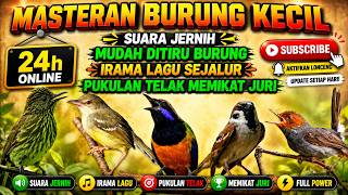 Download lagu MASTERAN BURUNG KECIL IRAMA LAGU SEJALUR FULL TEMBAKAN PANJANG ‼️ mp3
