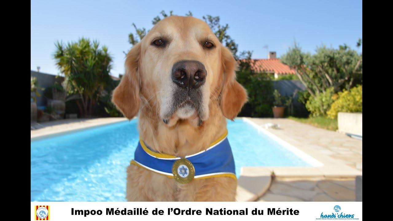LES DIFFÉRENTES MISSIONS D’UN CHIEN D’ASSISTANCE