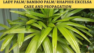 Lady Palm Care and Propagation
