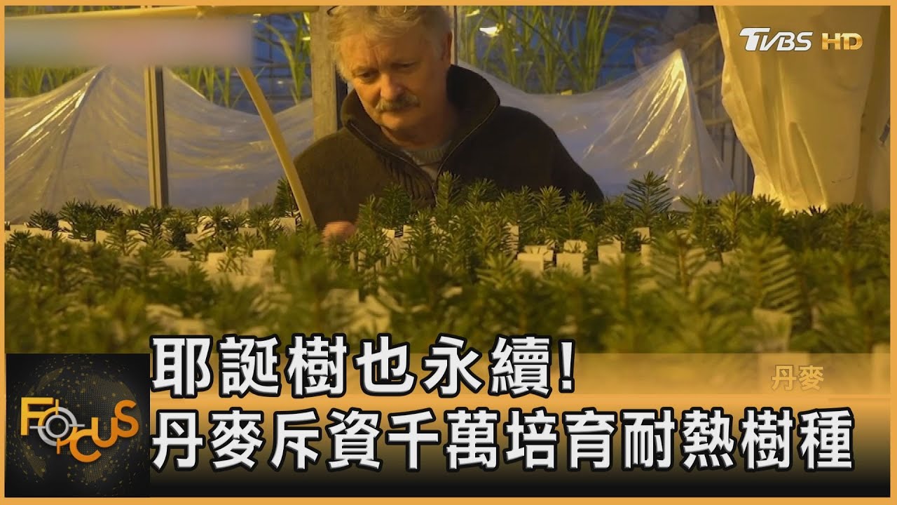 耶誕樹也永續!丹麥斥資千萬培育耐熱樹種