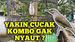 Download lagu Pancingan cucak kombo biar rajin bunyi | Penangkar Muda mp3