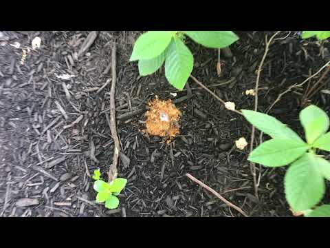Community Surrounded by Digger Bees in Manahawkin, NJ