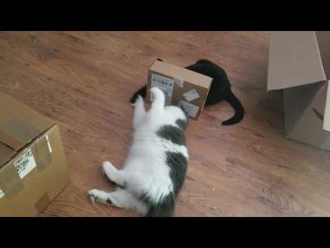 Cats playing with small box