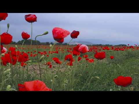 Bogdana Petrova - Tamen se oblak zadade (Official Teeser)/ Богдана Петрова - Тъмен се Облак Зададе