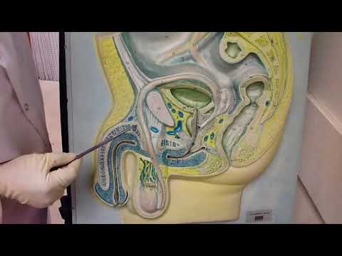 Sagittal Section of the Male Pelvis-explained over anatomical model