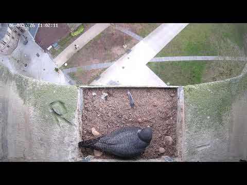 Diffusion en direct de Nid faucon pèlerin Saint-Amand-Les-Eaux