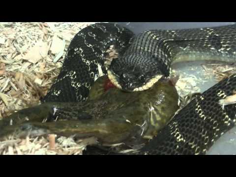 Eastern Hognose Snake eating a Bullfrog