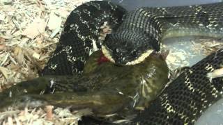 Eastern Hognose Snake eating a Bullfrog