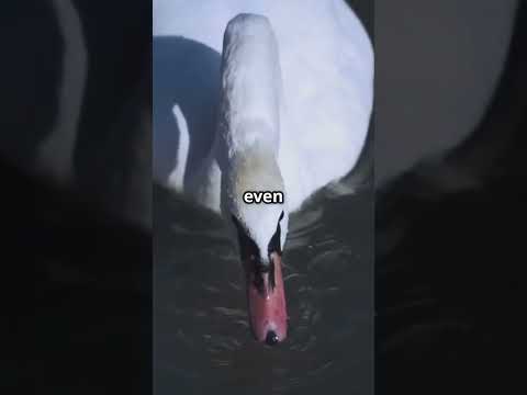 Swan  Graceful Gliders & Feathered Friends #Swan #KidsEducation #Animals #NatureLovers #Facts