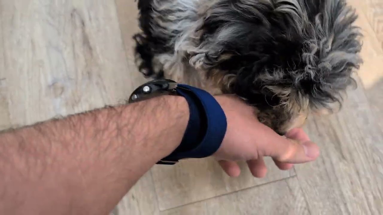 Clementine the puppy vs  Louis the chewtoy