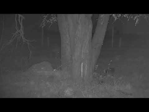 Djuma: Genet walks up and scares Impala lamb - 03:13 - 11/11/21
