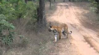 preview picture of video 'Tiger sighting on Safari in India'