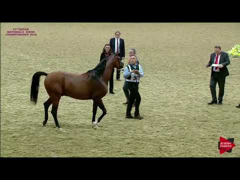 N.313 D HAMMAM - 21st Qatar National 2018