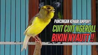 Download lagu SUARA Kenari GACOR PANJANG Pancingan & masteran Kenari Paud AGAR gacor AMPUH Kenari MACET bunyii mp3