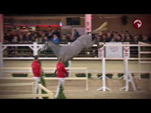 60 POPEYE VAN 'T KLAVERTJE VIER - CORNET OBOLENSKY X TARAN DE LA POMME