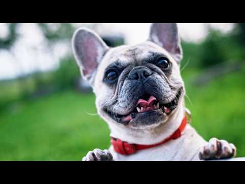 All Dog Breeds Names In The World A to Z