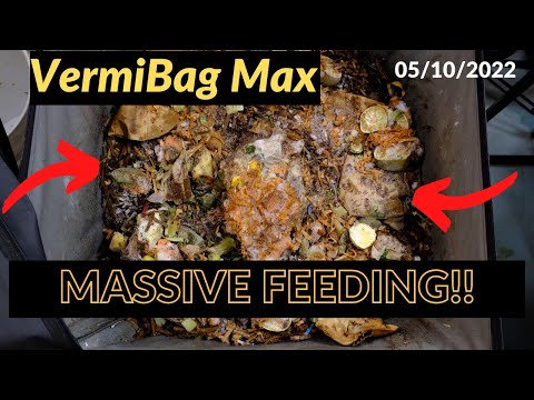 Vermibag Max - Feeding Larger and More Quickly!! 05/10/2022