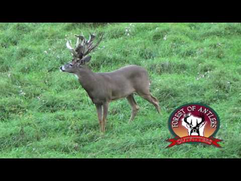 Typical Trophy Buck @ Forest of Antlers