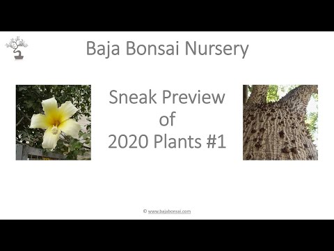 Sneek Preview 2020 1