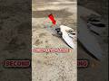 Teddy Pigeon Second Day End Landing Pigeonslanding Highflyerspigeon Kabutar Kabootar Kabutar