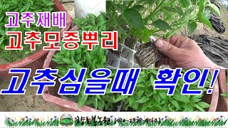 고추 심을때 고추뿌리가 잘 발육된 모종을 확인하고 심기전에 모두싹 500배액에 담그었다가 심으면 뿌리활작에 …