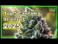 Top 5 Cannabis Strains To Watch In 2025 FUNGI Co