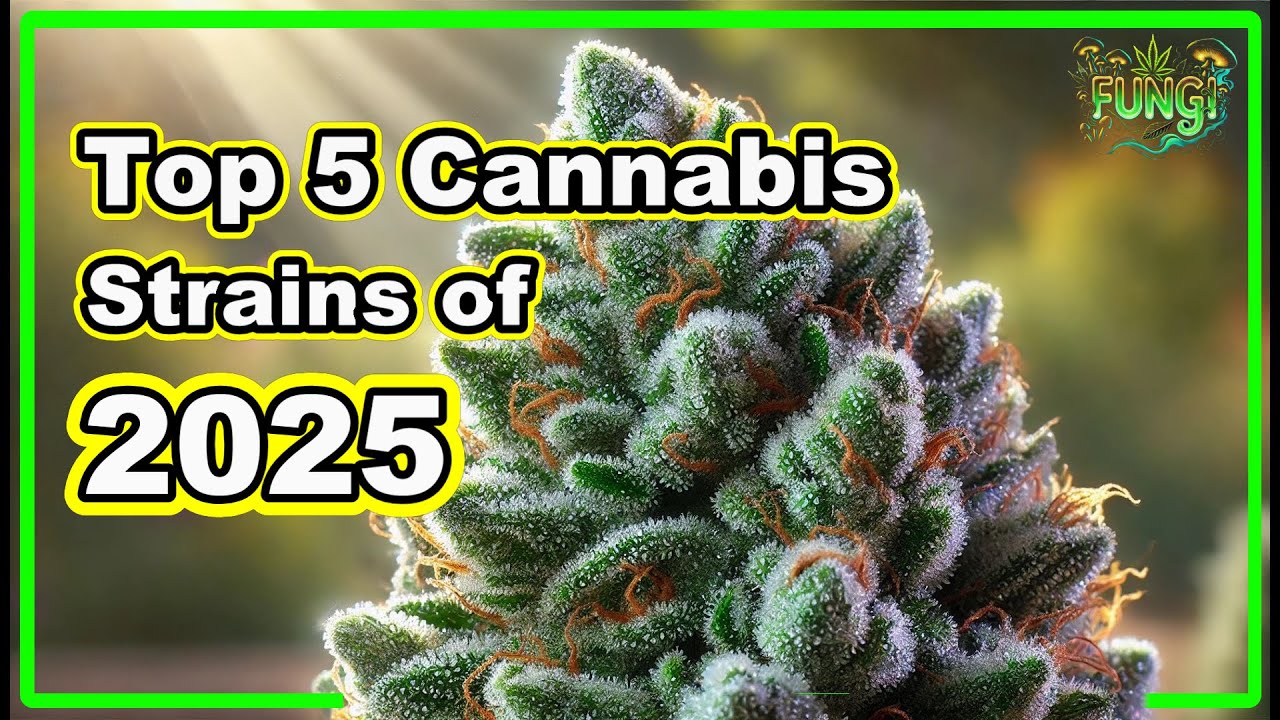 Exploring the Future of Cannabis: Top 5 Strains to Watch in 2025
