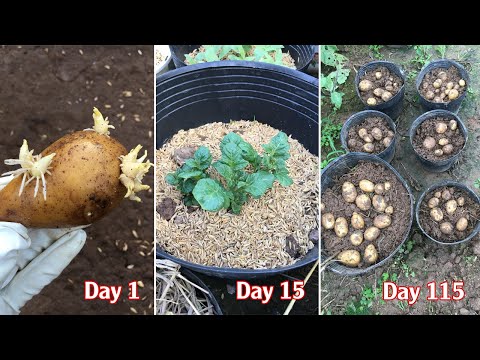 , title : 'Cách trồng khoai tây trong chậu tại nhà cho nhiều củ | How to grow potatoes in pots at home'
