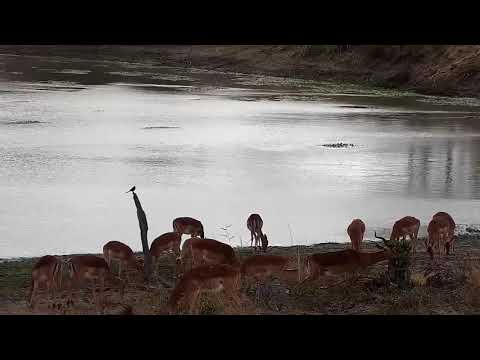 Djuma: Impalas feeding too close to Blacksmith Lapwing nest - 09:05 - 09/18/21
