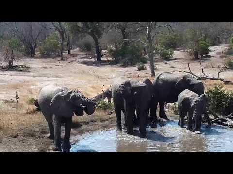 Djuma: Elephants come for a drink - 12:57 - 09/02/19