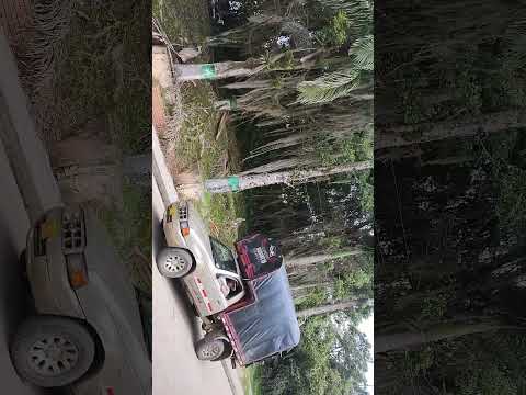 un pedacito de guepsa s.s. Colombia