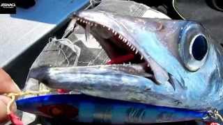 Jigging for Scabbardfish. Feat ZENAQ Whippy FB 62-6 and accurate boss extreme 400N