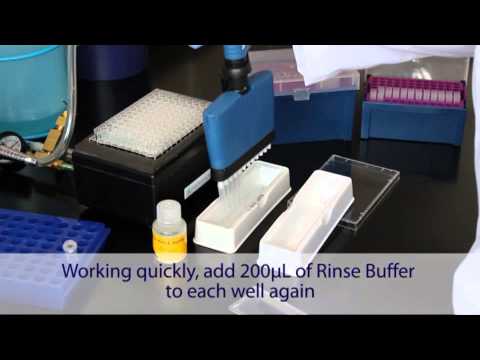 FirePlex® miRSelect Procotol: Step 2 - Labeling