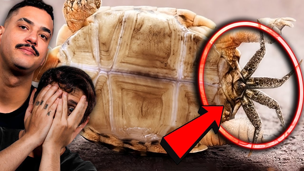 Quando uma TARTARUGA MORRE ISSO SAI DE DENTRO DELA !!